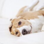 5 consejos para mejorar la vida de tu perro con artrosis
