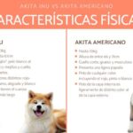 Razas de perros similares al Akita Inu: Descubre sus características