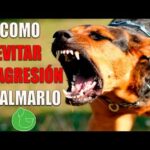 Consejos para Evitar Agresividad en Perros: Guía para Dueños