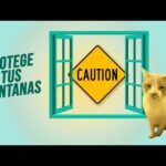 Gatos y ventanas: Crea un espacio seguro para observar con estos consejos