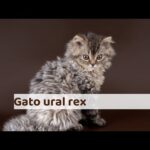 Descubre los encantadores gatos Selkirk Rex con pelaje rizado