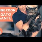 Majestuosidad y gentileza de los gatos Maine Coon: el felino perfecto