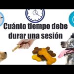Entrenamiento de Resistencia para Mascotas: Sesiones Duraderas