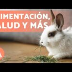 Crea un Espacio al Aire Libre Seguro para tu Conejo: Guía Completa