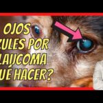 Enfermedades Oculares en Perros: Conjuntivitis y Glaucoma - Guía Completa
