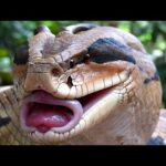 Desafíos de criar serpientes venenosas en cautiverio: Guía SEO