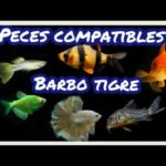 Peces Barb: Carácter y Compatibilidad | Guía Completa