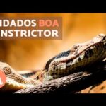 Mantener Serpientes Constrictoras: Retos y Recompensas