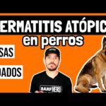 Dermatitis Atópica en Perros: Causas y Manejo Eficaz