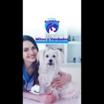 Vacunas para mascotas: Desmintiendo mitos y revelando realidades
