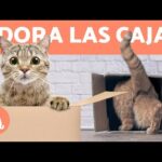 Obsesión por las cajas en gatos: descubre las razones detrás de este comportamiento