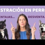 Beneficios de la esterilización/castración en perros: Guía completa
