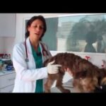Glándulas anales en perros: Causas y cuidados para solucionar problemas