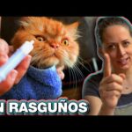 Consejos para administrar medicamentos a tu gato sin estrés