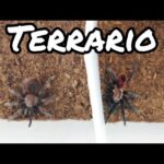 Mantener Tarántulas como Animales de Terrario: Guía de Criaturas Exóticas