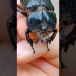 Apreciando a los Escarabajos del Estiércol: Tus Compañeros Exóticos