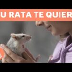 Beneficios terapéuticos de tener roedores: Compañeros que sanan