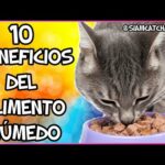 Descubre los beneficios de la comida húmeda para gatos