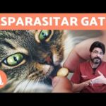 Guía de Desparasitación en Gatos: Cuándo y Cómo Hacerlo
