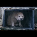 Conexiones Especiales: Vínculos Inquebrantables entre Humanos y Perros - Descubre el amor incondicional