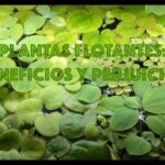 Plantas flotantes: clave para la ecología del acuario