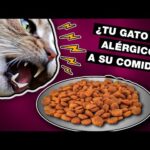 Dieta libre de granos para gatos con alergias: Guía de transición