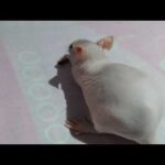 Entrenamiento de ratas inteligentes y cariñosas: trucos y comandos