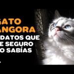 Gatos Van Turcos: Amor por el Agua y Personalidad Juguetona