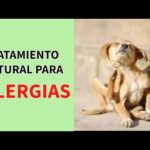 Dietas para perros alérgicos: solución a las alergias alimentarias