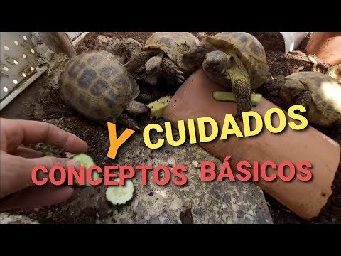 Descubre los encantos de las tortugas terrestres como compañeras