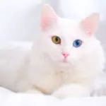Gatos Devon Rex: Curiosidad y afecto en una apariencia única