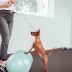 Mejora el Equilibrio y la Coordinación de tus Mascotas con estos Ejercicios