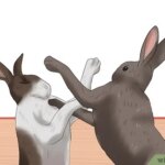 Socializar a tu conejo: consejos para integrarlo con otros animales
