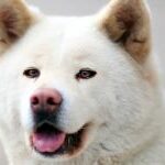 Akita vs Shiba Inu: Descubre cuál es la raza de perro perfecta para ti