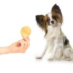 ¡Alimenta a tu perro de forma saludable con patatas hervidas!
