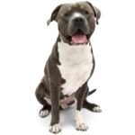 American Pitbull Terrier: Todo sobre esta raza leal y poderosa