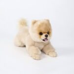 Comprar cachorro Pomerania: Encuentra tu adorable compañero ahora