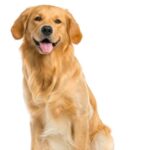Comprar Golden Retriever cachorro: Tu compañero leal y amoroso