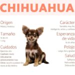 Descubre los mini toys chihuahua: tus compañeros de juego favoritos