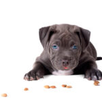Domina al poderoso American Pitbull Terrier: características, cuidados y consejos para su cuidado