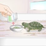Guía completa: qué comen las tortugas pequeñas de tierra