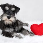 Los perros más dóciles y cariñosos: ¡amor garantizado en tu vida!