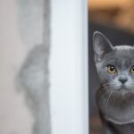 Nombres para gatas grises: Encuentra el nombre perfecto para tu compañera felina