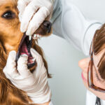 Papiloma en perros: todo sobre el contagio y cuidados de la boca