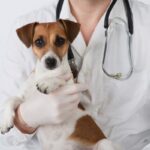 Perro vomitando baba con sangre: descubre la causa y solución