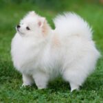Perros pequeños blancos: Encanto y elegancia en miniatura
