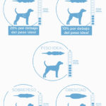 Peso promedio perro salchicha: Descubre la salud ideal para tu mascota