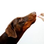 Prevención y tratamiento de papilomas en perros: Cuida a tu mascota con amor y cuidado